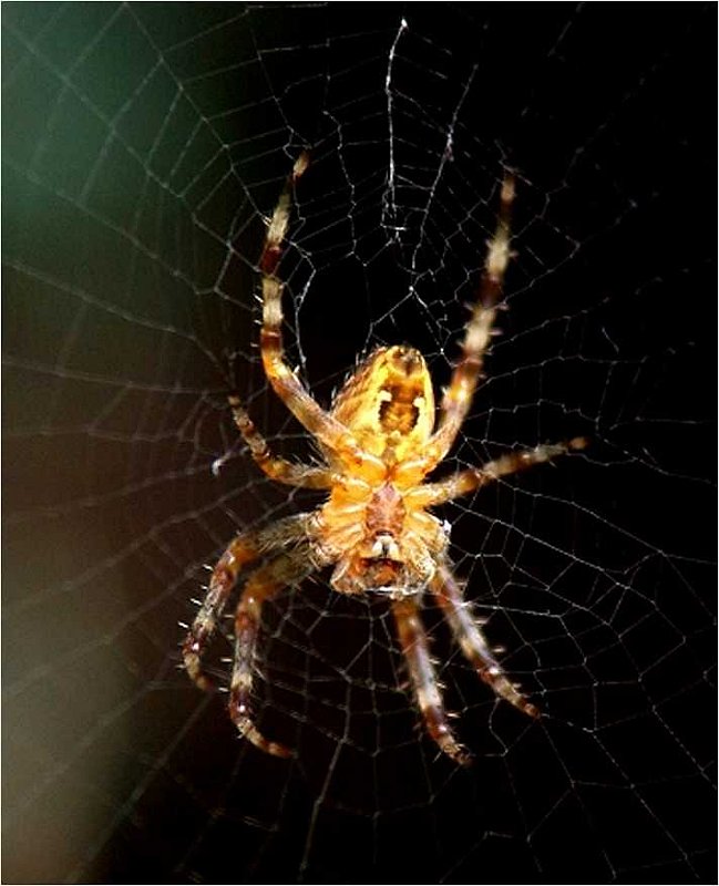 araignee- kreutzspinne